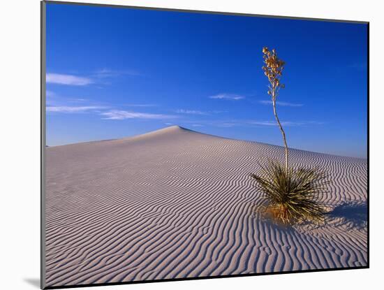 Yucca and Dunes, White Sands National Monument-Kevin Schafer-Mounted Premium Photographic Print