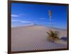 Yucca and Dunes, White Sands National Monument-Kevin Schafer-Framed Photographic Print