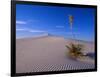 Yucca and Dunes, White Sands National Monument-Kevin Schafer-Framed Photographic Print