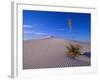 Yucca and Dunes, White Sands National Monument-Kevin Schafer-Framed Photographic Print