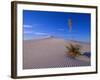 Yucca and Dunes, White Sands National Monument-Kevin Schafer-Framed Photographic Print