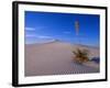 Yucca and Dunes, White Sands National Monument-Kevin Schafer-Framed Photographic Print