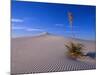 Yucca and Dunes, White Sands National Monument-Kevin Schafer-Mounted Photographic Print