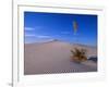 Yucca and Dunes, White Sands National Monument-Kevin Schafer-Framed Photographic Print