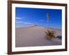 Yucca and Dunes, White Sands National Monument-Kevin Schafer-Framed Photographic Print