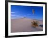 Yucca and Dunes, White Sands National Monument-Kevin Schafer-Framed Photographic Print