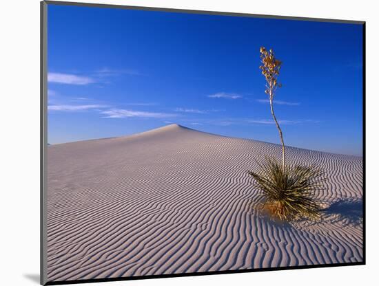 Yucca and Dunes, White Sands National Monument-Kevin Schafer-Mounted Photographic Print