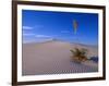 Yucca and Dunes, White Sands National Monument-Kevin Schafer-Framed Photographic Print