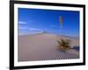 Yucca and Dunes, White Sands National Monument-Kevin Schafer-Framed Photographic Print