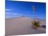 Yucca and Dunes, White Sands National Monument-Kevin Schafer-Mounted Photographic Print