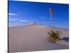 Yucca and Dunes, White Sands National Monument-Kevin Schafer-Stretched Canvas