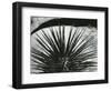 Yucca and Rock, Baja, California, 1963-Brett Weston-Framed Photographic Print