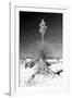 Yucca at White Sands I-Douglas Taylor-Framed Photographic Print