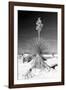 Yucca at White Sands I-Douglas Taylor-Framed Photographic Print