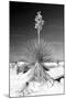 Yucca at White Sands I-Douglas Taylor-Mounted Photographic Print