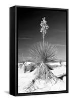 Yucca at White Sands I-Douglas Taylor-Framed Stretched Canvas