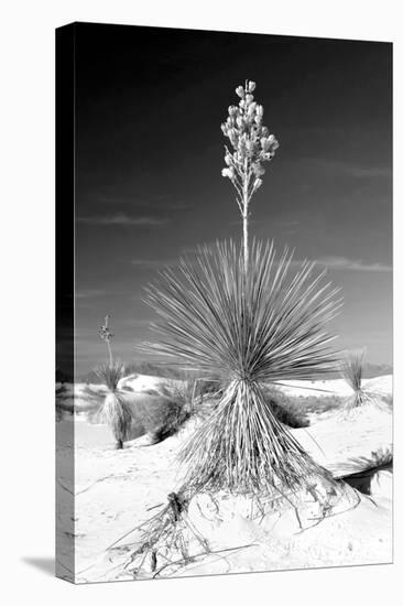 Yucca at White Sands I-Douglas Taylor-Stretched Canvas