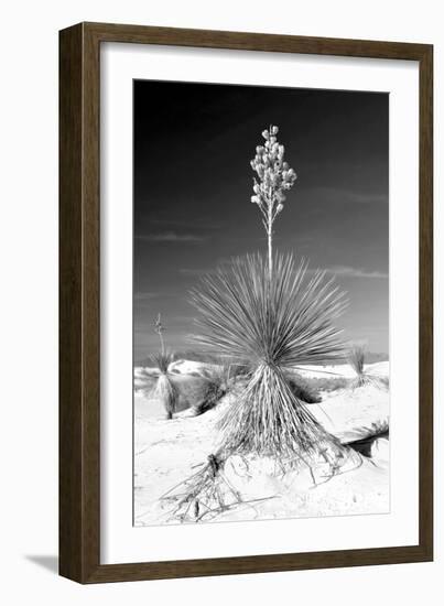 Yucca at White Sands I-Douglas Taylor-Framed Photographic Print