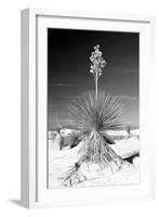 Yucca at White Sands I-Douglas Taylor-Framed Photographic Print