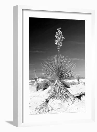 Yucca at White Sands I-Douglas Taylor-Framed Photographic Print