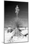 Yucca at White Sands I-Douglas Taylor-Mounted Photographic Print