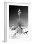 Yucca at White Sands I-Douglas Taylor-Framed Premium Photographic Print