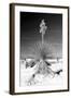Yucca at White Sands I-Douglas Taylor-Framed Premium Photographic Print