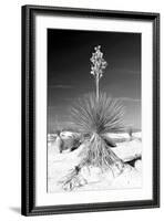 Yucca at White Sands I-Douglas Taylor-Framed Photographic Print