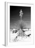 Yucca at White Sands I-Douglas Taylor-Framed Photographic Print