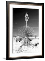 Yucca at White Sands I-Douglas Taylor-Framed Photographic Print