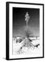 Yucca at White Sands I-Douglas Taylor-Framed Photographic Print