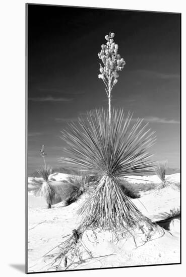 Yucca at White Sands I-Douglas Taylor-Mounted Photographic Print