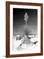 Yucca at White Sands I-Douglas Taylor-Framed Photographic Print