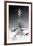 Yucca at White Sands I-Douglas Taylor-Framed Photographic Print