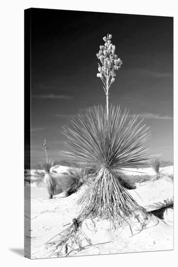 Yucca at White Sands I-Douglas Taylor-Stretched Canvas