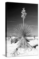 Yucca at White Sands I-Douglas Taylor-Stretched Canvas