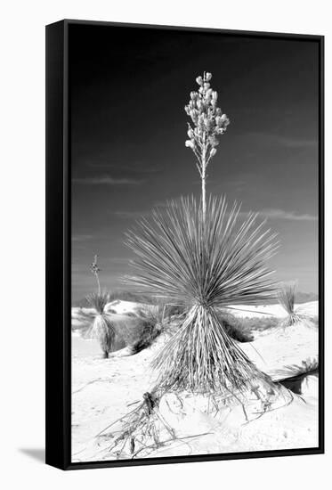 Yucca at White Sands I-Douglas Taylor-Framed Stretched Canvas