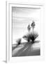 Yucca at White Sands II-Douglas Taylor-Framed Photographic Print