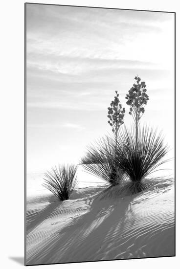 Yucca at White Sands II-Douglas Taylor-Mounted Photographic Print