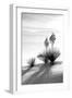 Yucca at White Sands II-Douglas Taylor-Framed Premium Photographic Print