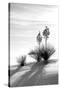 Yucca at White Sands II-Douglas Taylor-Stretched Canvas