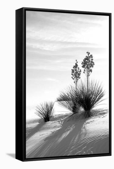 Yucca at White Sands II-Douglas Taylor-Framed Stretched Canvas