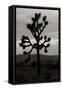 Yucca Brevifolia I-Erin Berzel-Framed Stretched Canvas