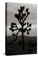 Yucca Brevifolia I-Erin Berzel-Stretched Canvas
