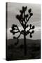 Yucca Brevifolia I-Erin Berzel-Stretched Canvas