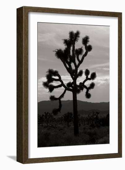 Yucca Brevifolia I-Erin Berzel-Framed Photographic Print
