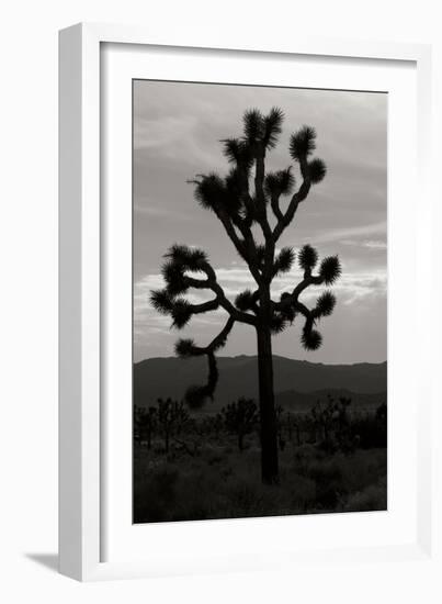 Yucca Brevifolia I-Erin Berzel-Framed Photographic Print