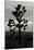 Yucca Brevifolia I-Erin Berzel-Mounted Photographic Print