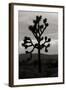 Yucca Brevifolia I-Erin Berzel-Framed Photographic Print