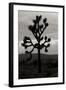 Yucca Brevifolia I-Erin Berzel-Framed Photographic Print